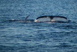 Gladeo ng Ekonomiya ng Karagatan